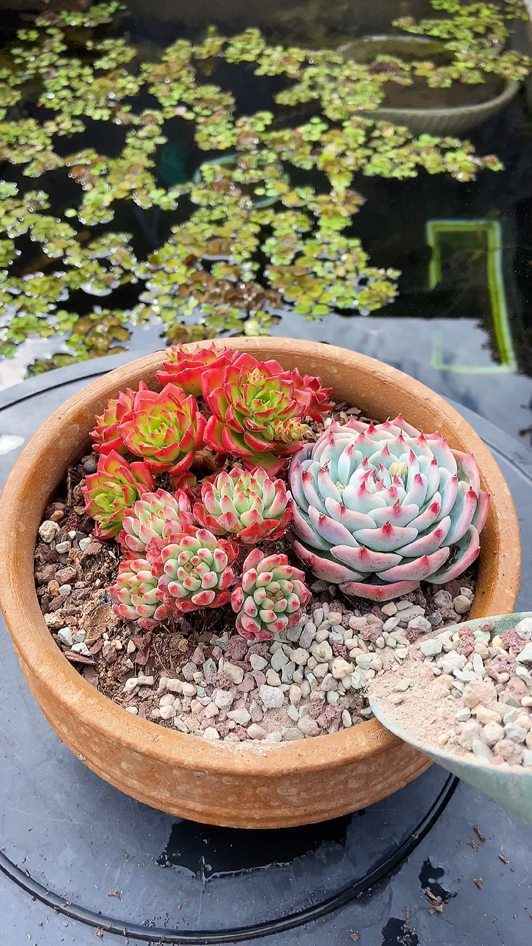 多肉植物组合盆栽