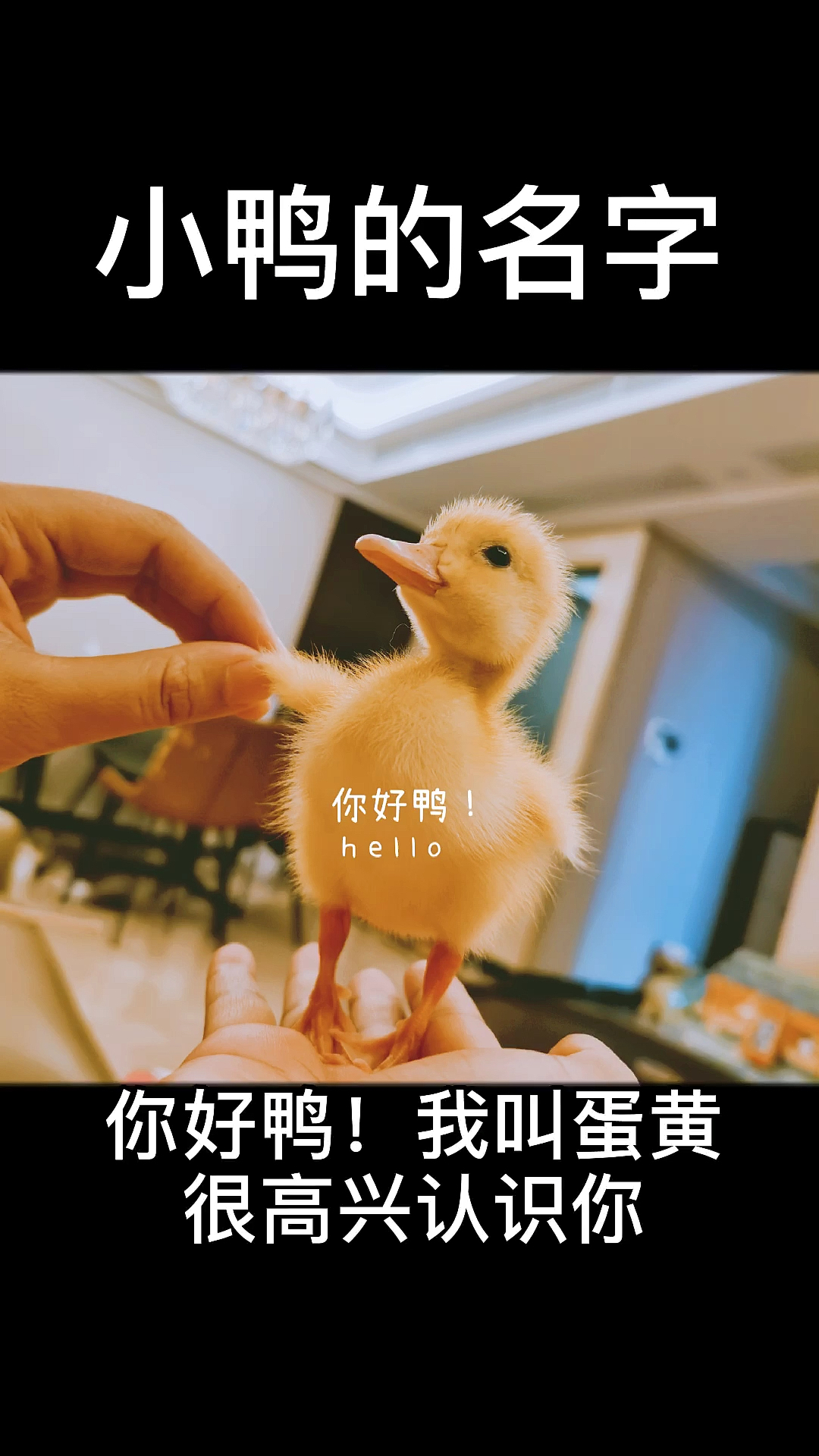 #宠物最可爱的样子#小鸭的名字
