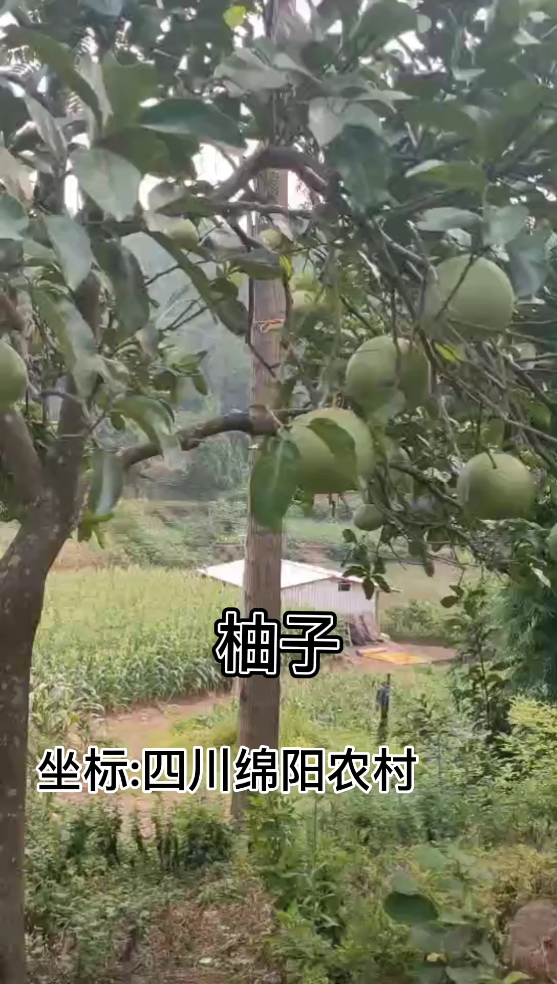 这道美食花了整整半天时间,距离上次吃到它应该是十几年前了,野枇杷凉粉好的人没吃过
