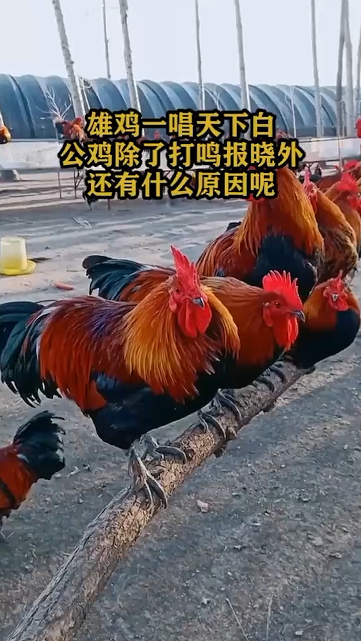 #奇闻趣事抢先看#雄鸡一唱天下白公鸡除了打鸣报晓外还有什么原因