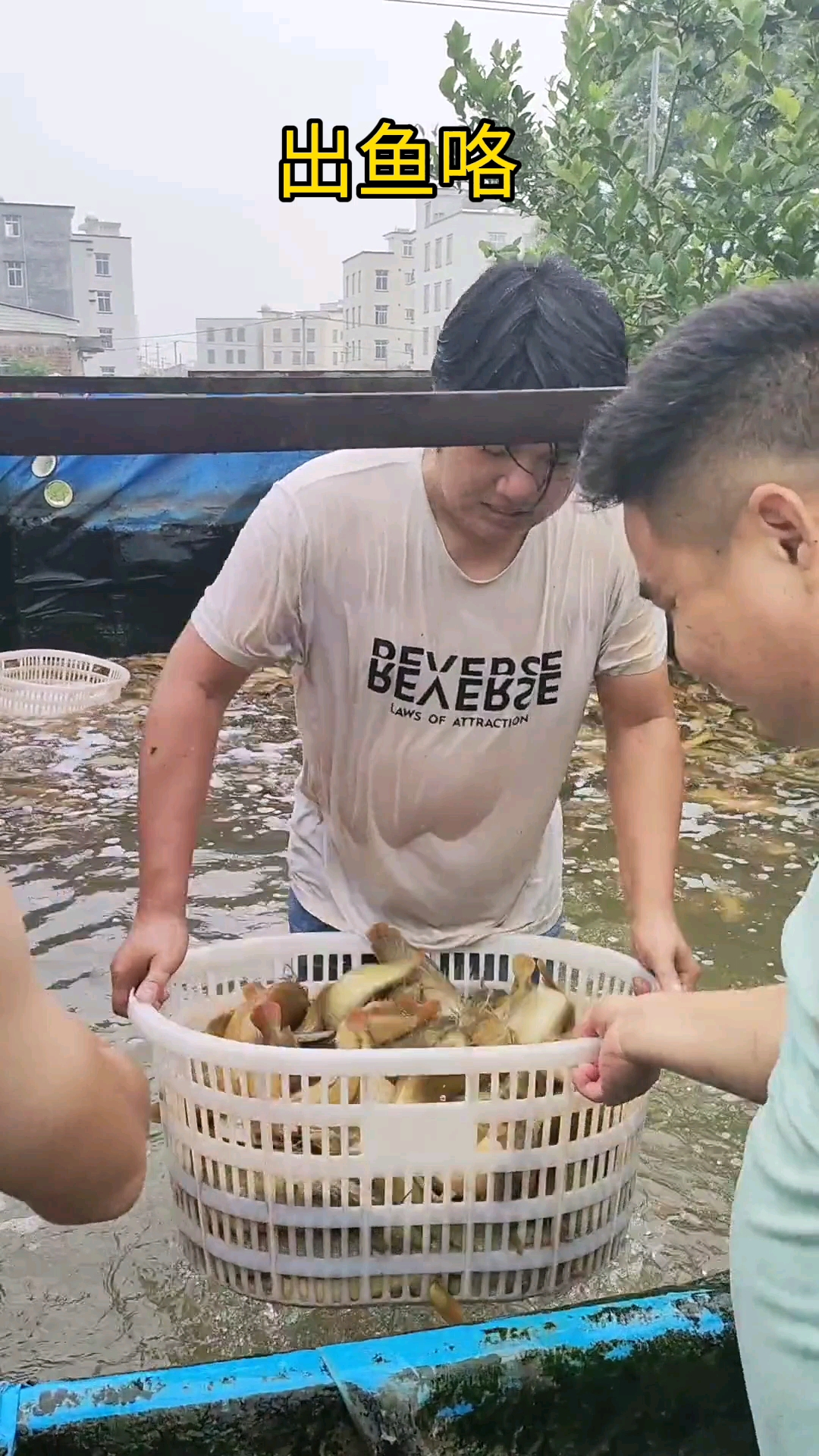 #养鱼#超高密度养殖塘角鱼!