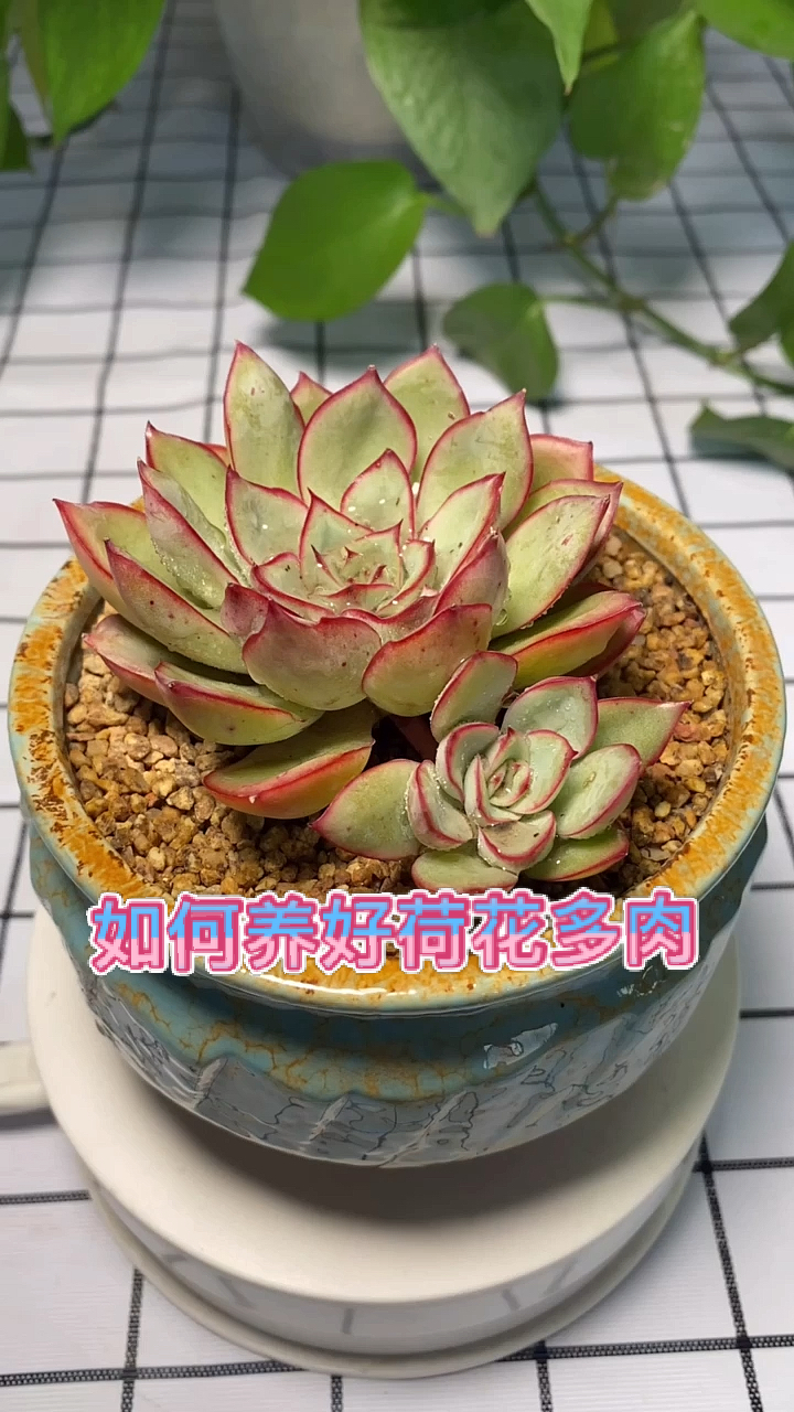 #多肉植物#30秒教会你,如何养好荷花多肉