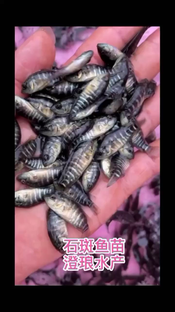 淡水石斑鱼苗鱼淡水花斑鱼苗石斑鱼苗好养殖食用鱼