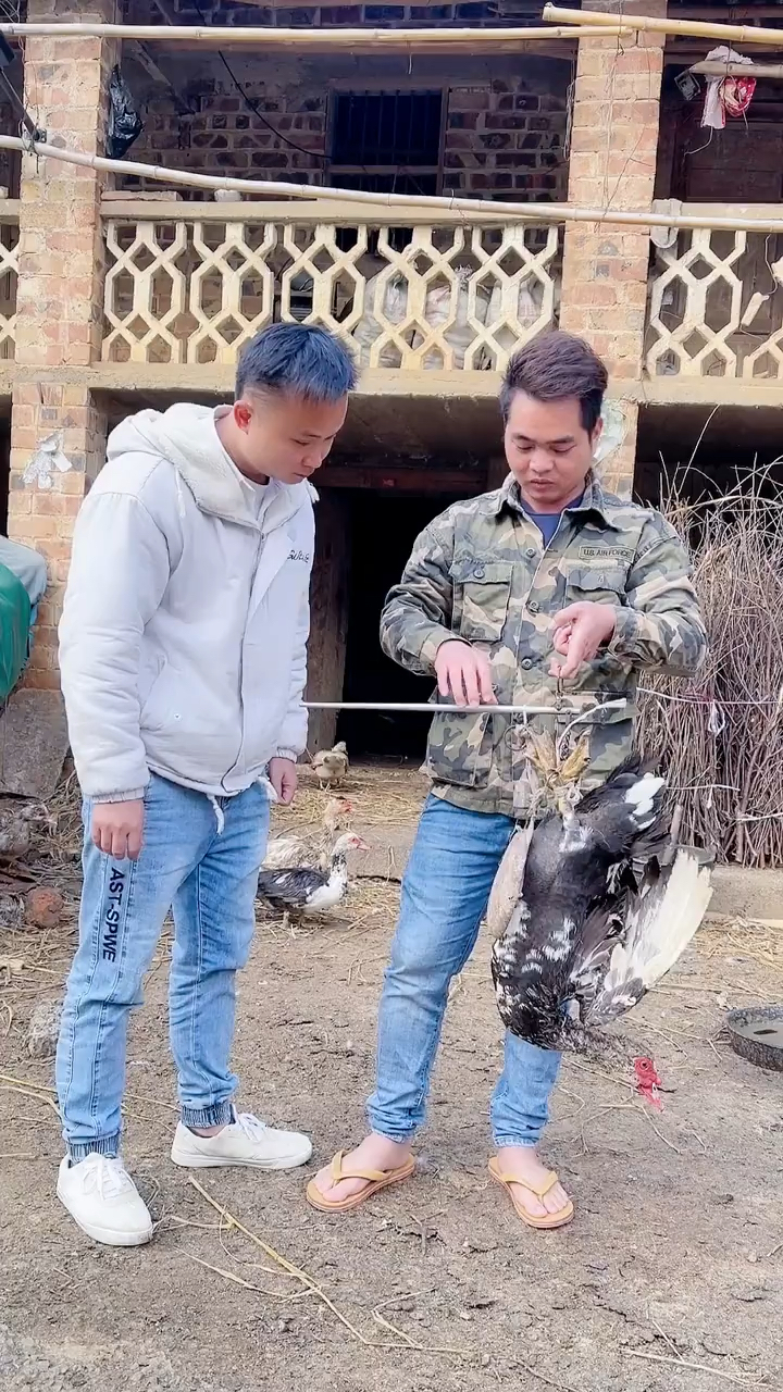 土洋鸭,贵有贵的道理,听说它们都是很团结的,是真的吗?
