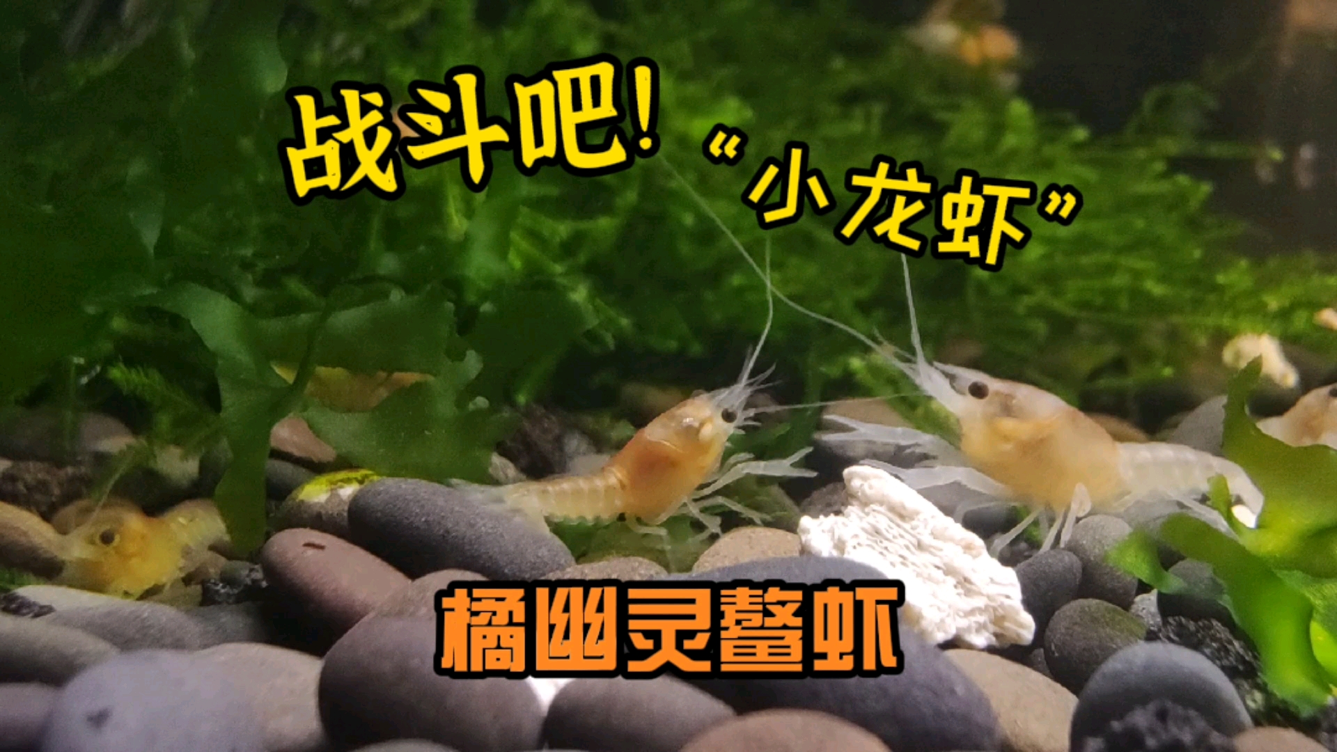 #神宠来袭#橘幽灵鳌虾,小虾苗天生好斗,刚出生就要感受大自然的生存法则