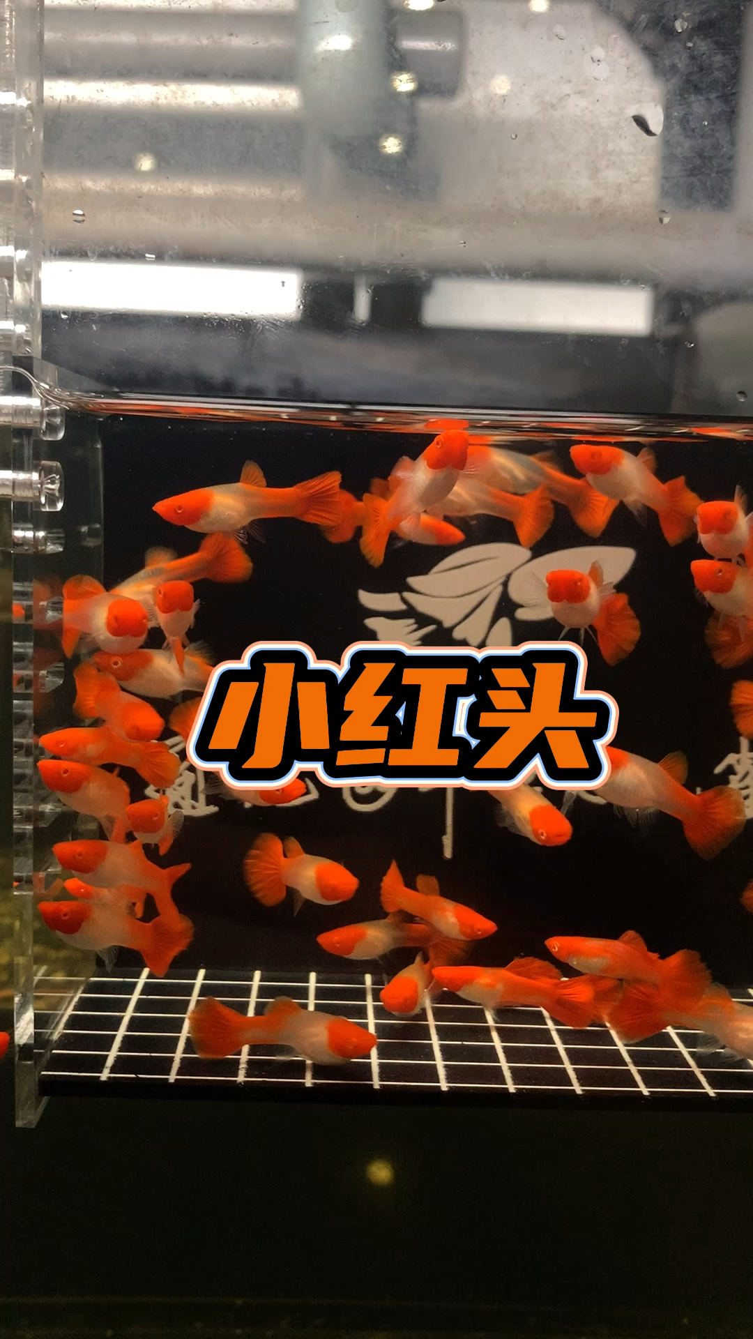 #孔雀鱼#鸿运当头孔雀鱼