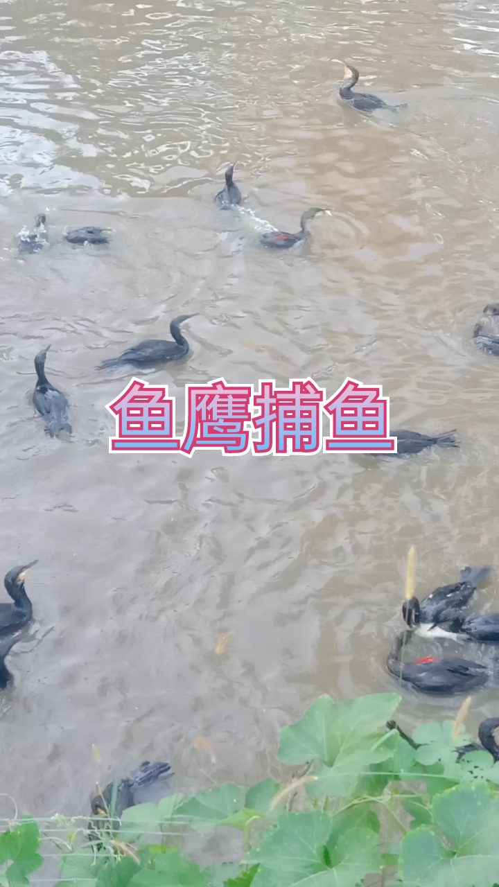 鱼鹰抓鱼鸟,