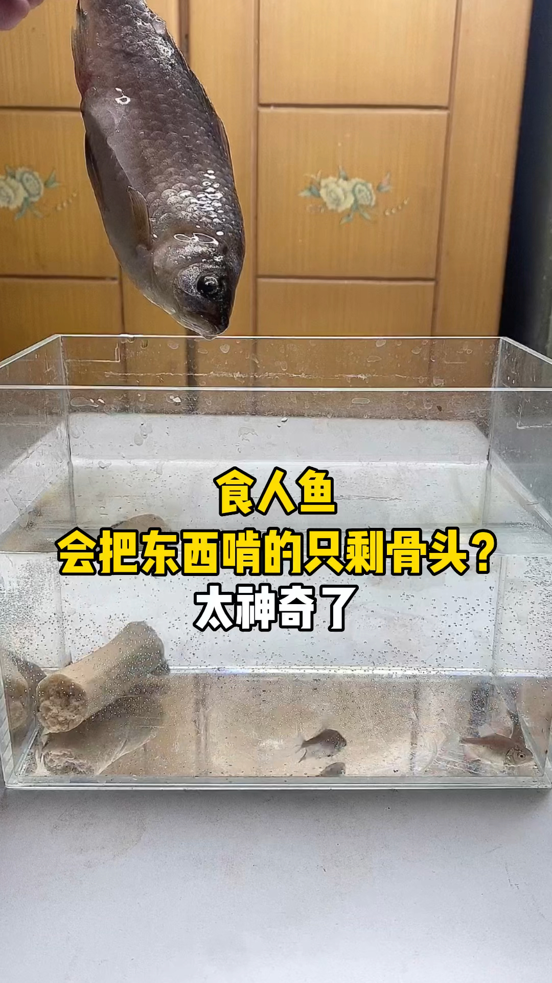 #万元奖金争夺赛#食人鱼会把东西啃的只剩骨头,真的VS假的