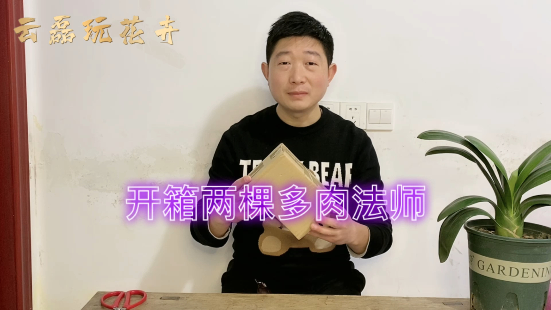 #拆快递#开箱两棵多肉法师,一棵赤霞飞,一棵美杜莎,大家看看怎么样