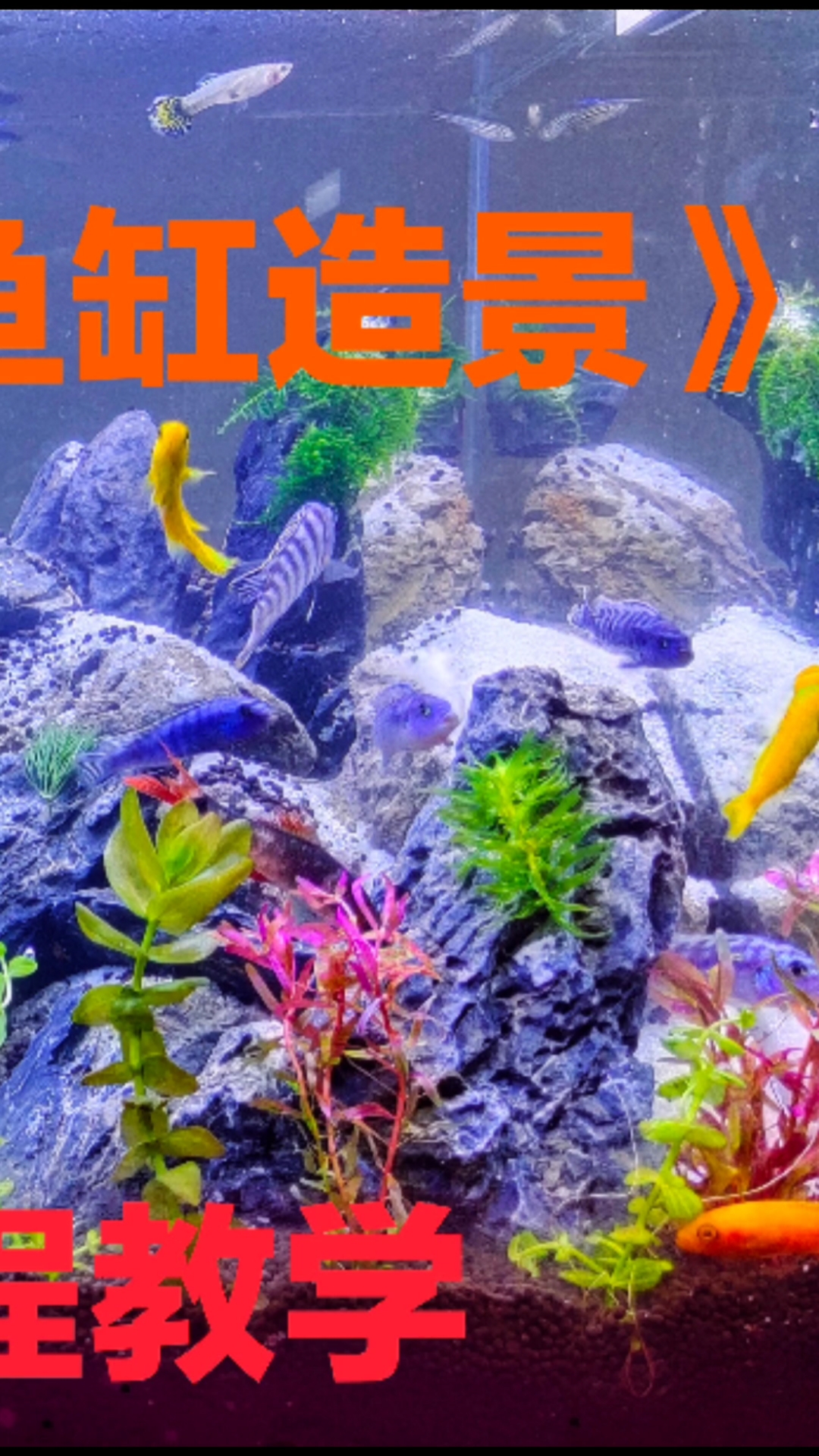 #劳动最光荣#自己动手鱼缸景色无忧
