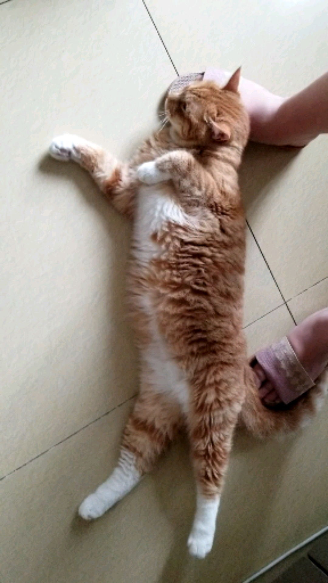 #镜头下的猫咪#这个赖皮咪咪,大早起的就躺在脚丫子上。