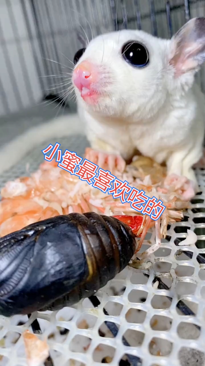 #神宠来袭#大虾加蚕蛹是小蜜的最大喜欢
