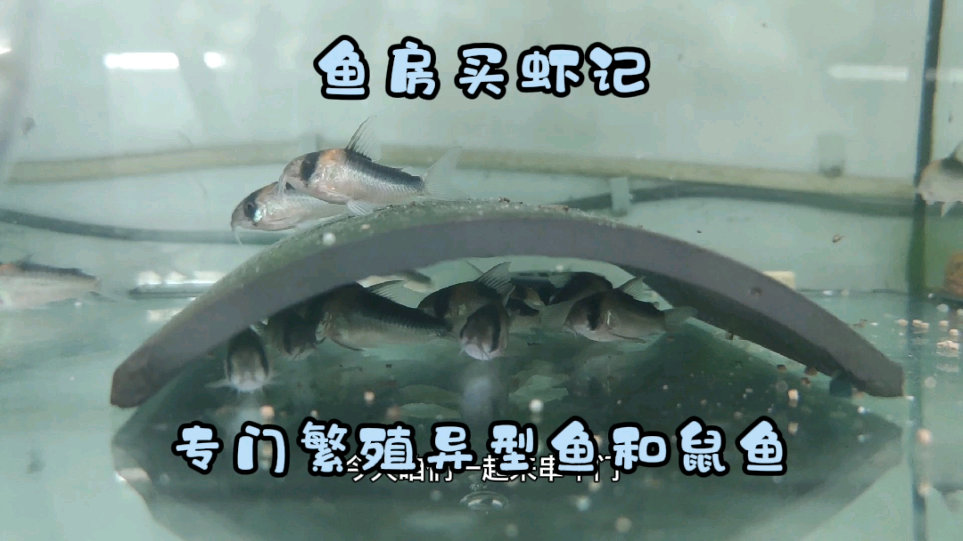 #记录生活#买虾记！这是一个专门繁殖鼠鱼和异型鱼的鱼房，看看都有哪些鱼？