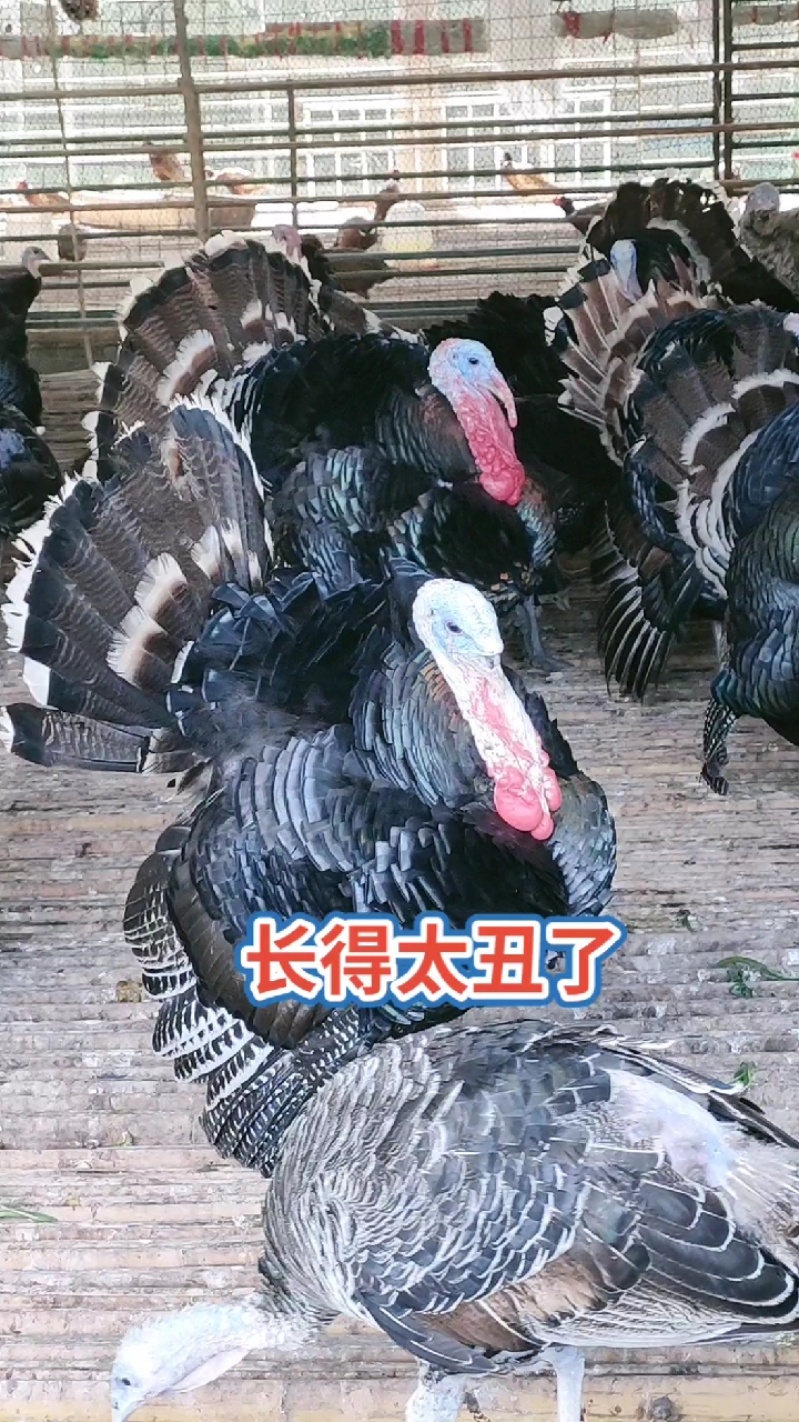 尼古拉火鸡