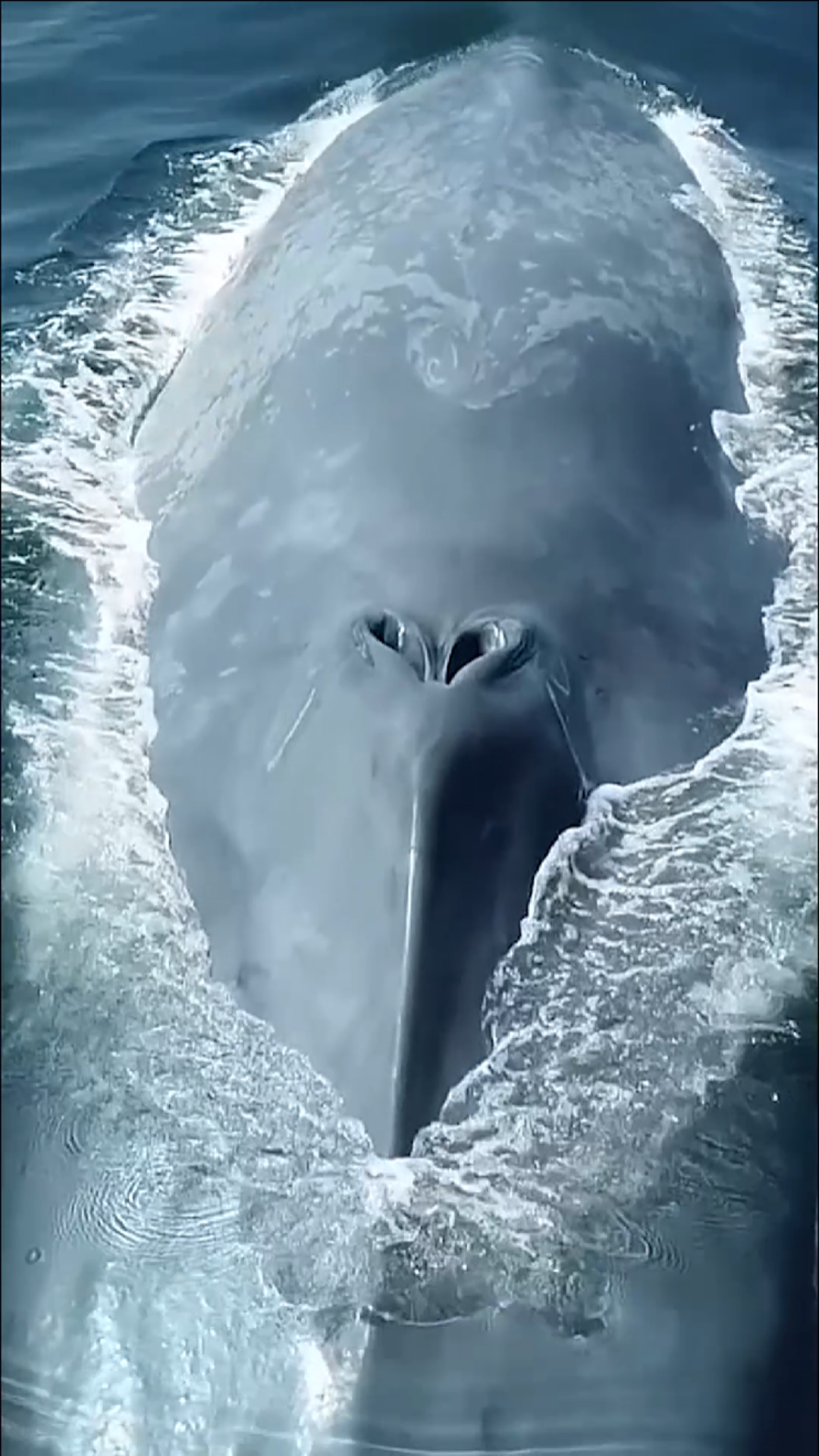 地球目前最大的生物鲸鱼,看不见鲲能看到它也是极好的,特意加工成高清60帧