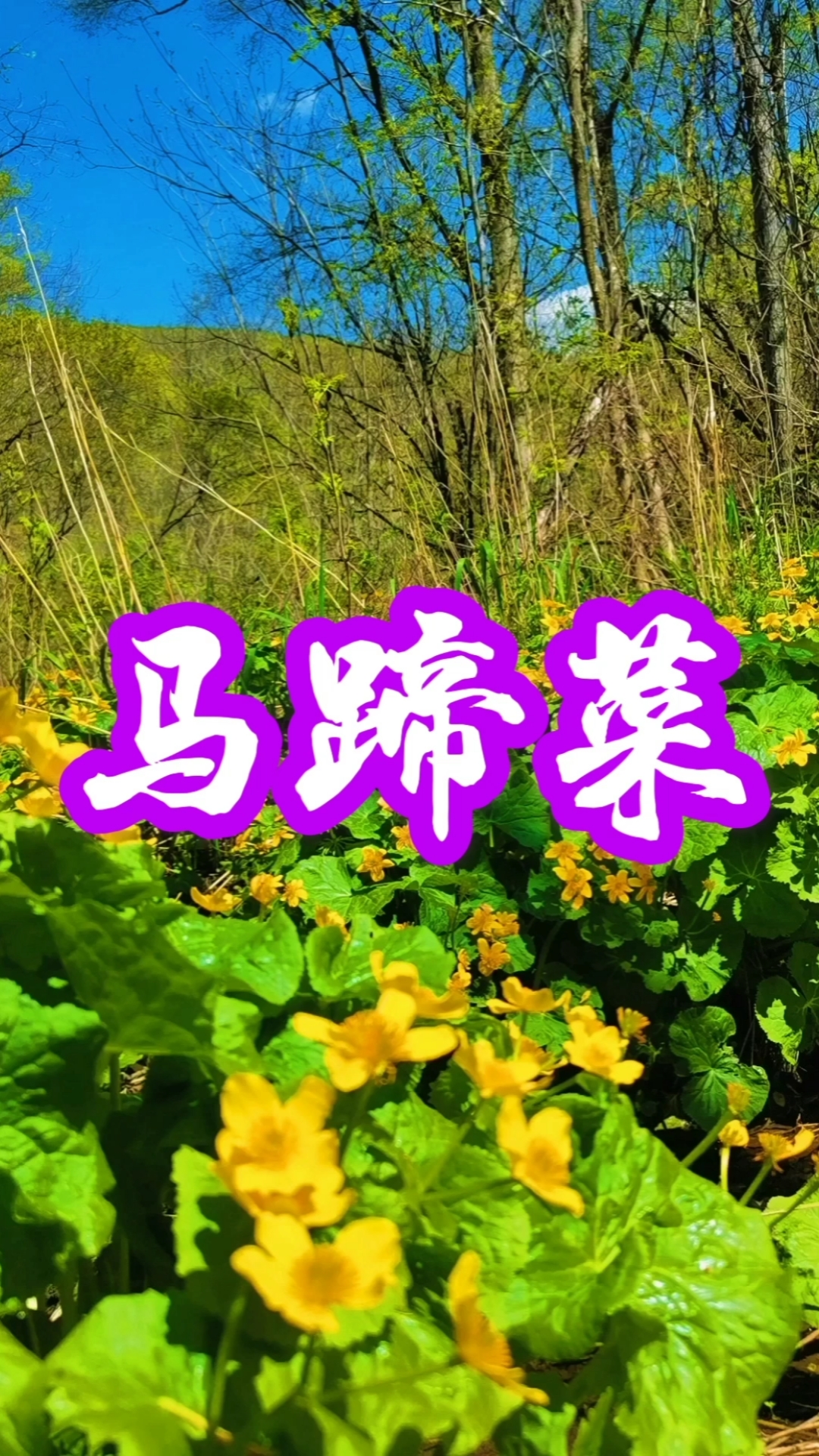 #走近大自然#今天给大家分享大自然美景和我采的山野菜,山河花也叫马蹄菜、驴蹄菜。