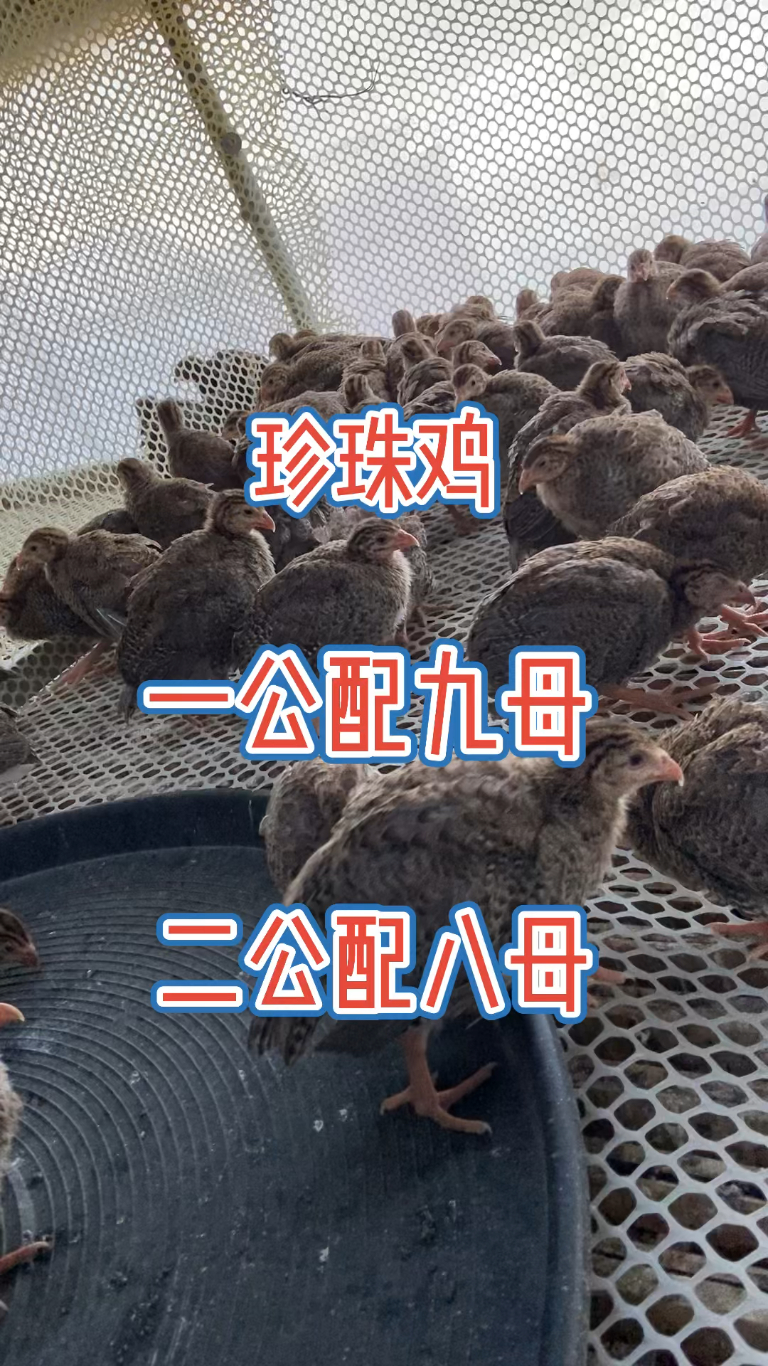 #珍珠鸡#珍珠鸡珍珠鸡苗成年珍珠鸡青年珍珠鸡