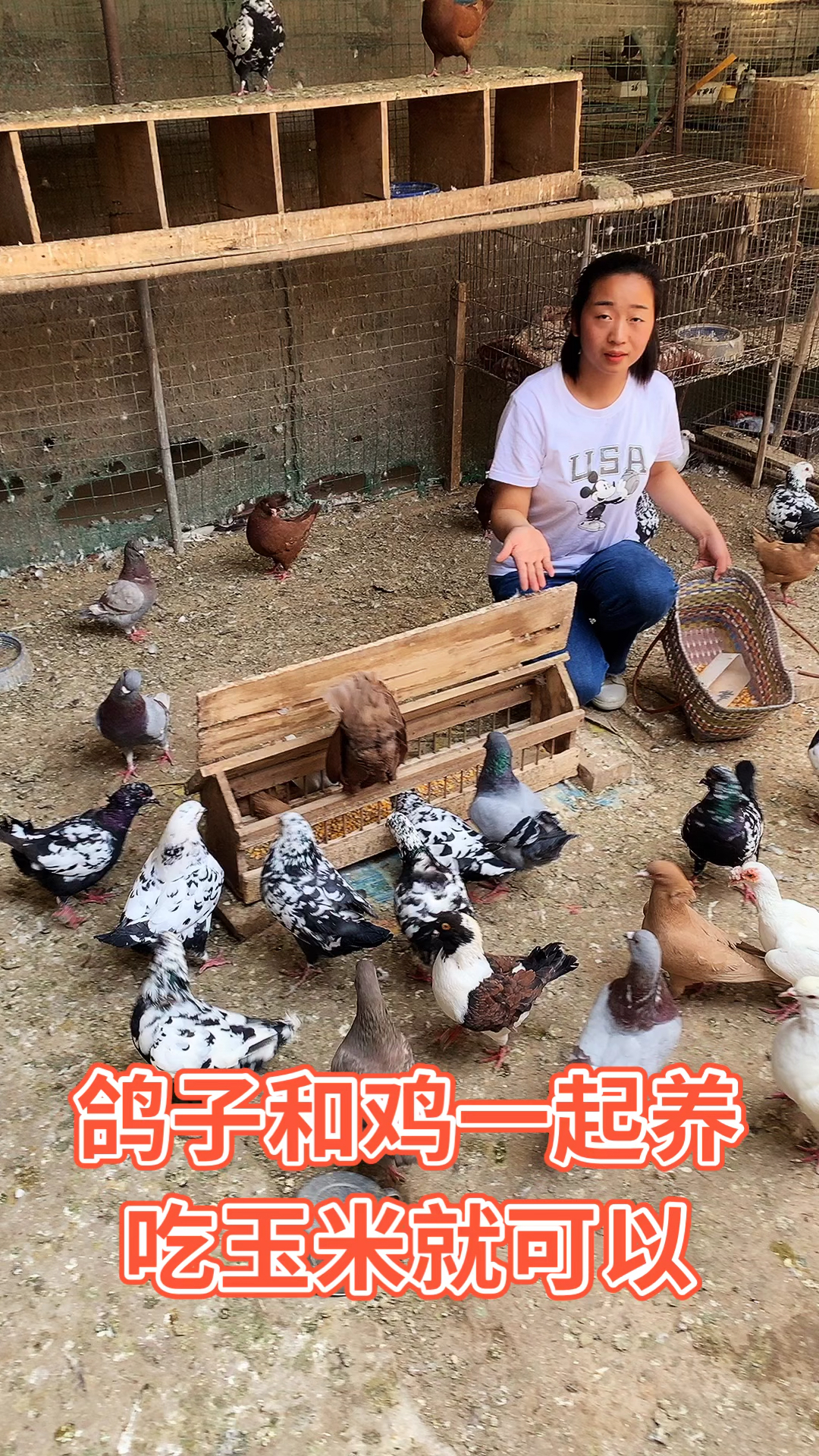 鸽子和鸡一起养殖吃玉米就可以适合老人养殖不会飞