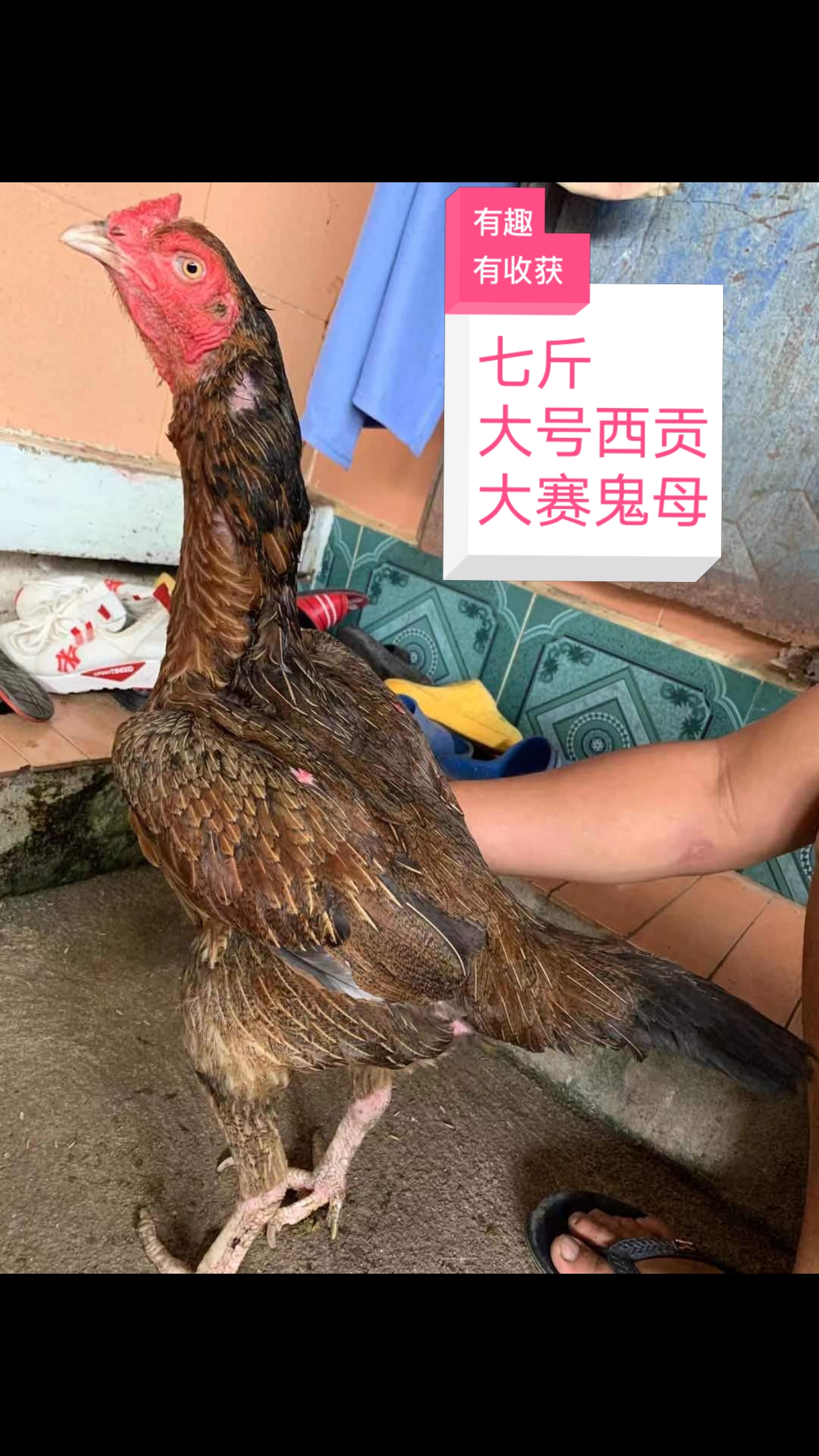 #越南西贡斗鸡#大骨架,西贡大赛鬼母