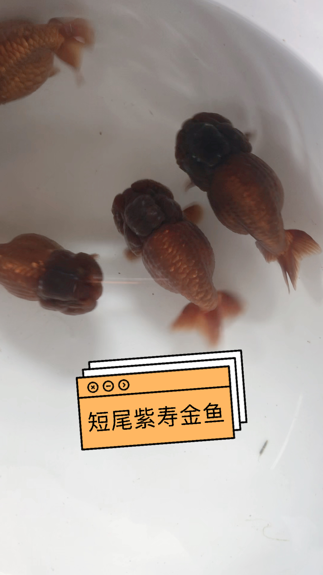#劳动最光荣#潘氏短尾紫寿