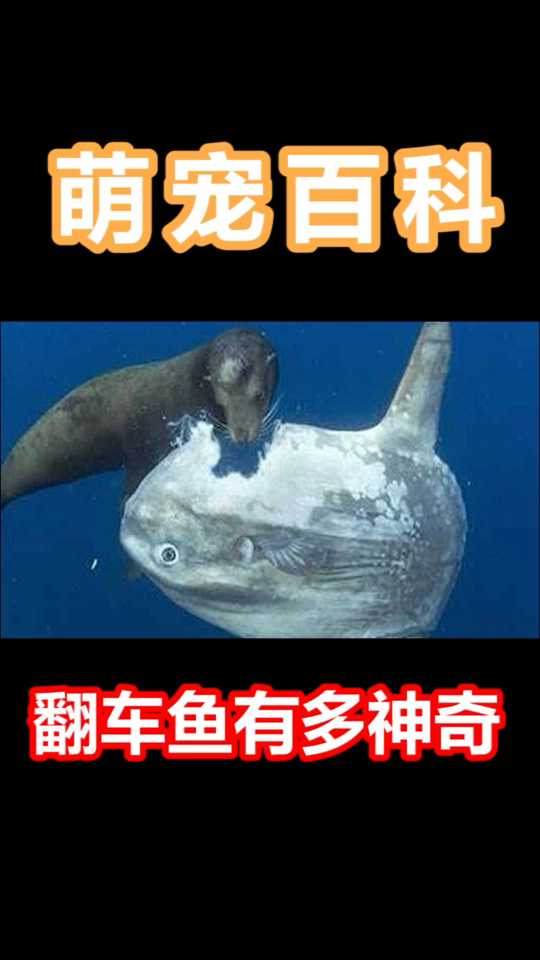 翻车鱼为什么叫翻车鱼,哈哈哈