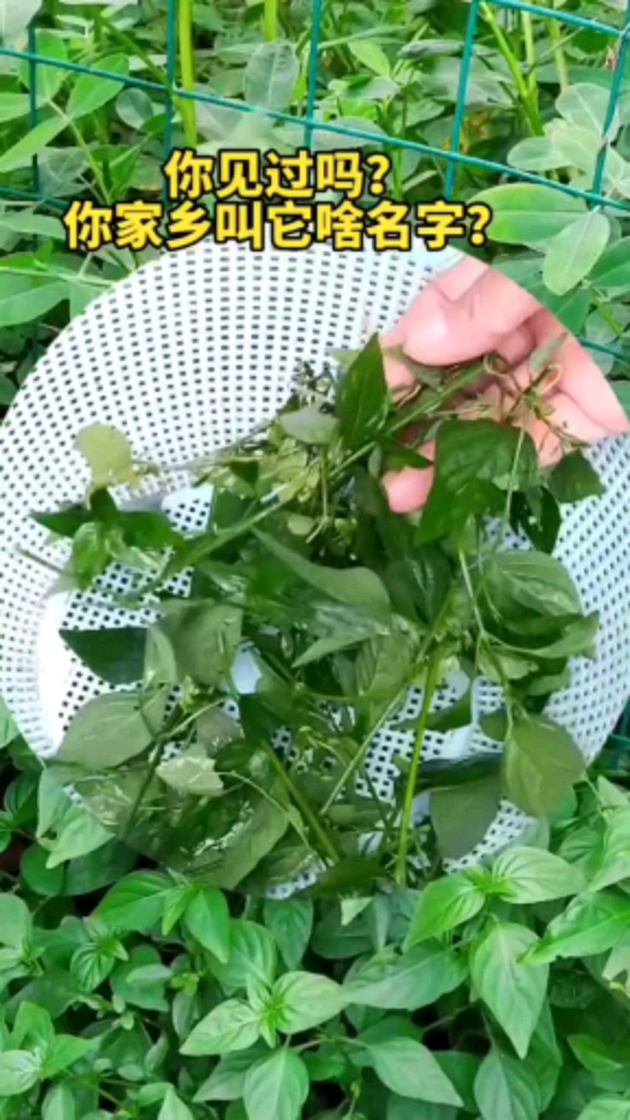 植物狗肝菜,别名:九头狮子草,乌面草