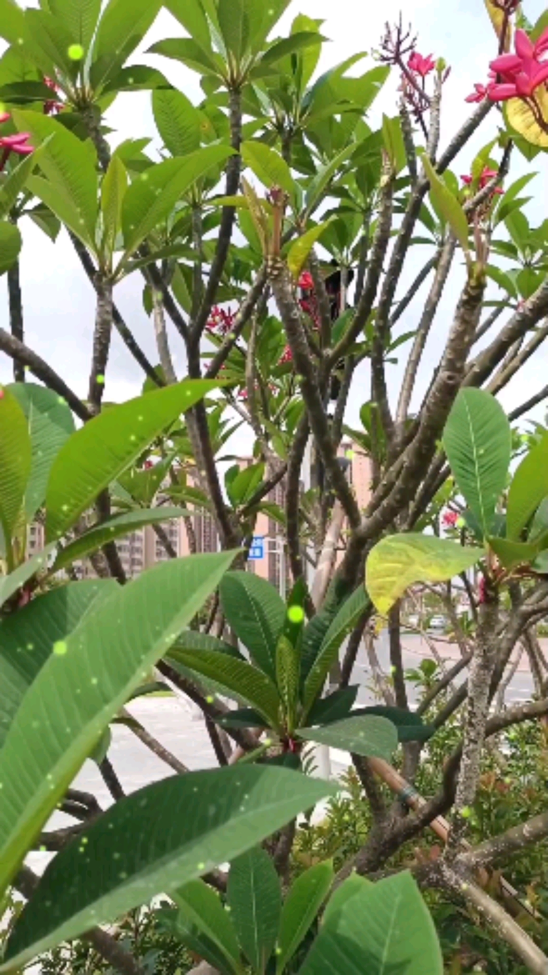 #手机摄影#创意美拍!路遇芳香浓郁的红花鸡蛋花,来拍一个