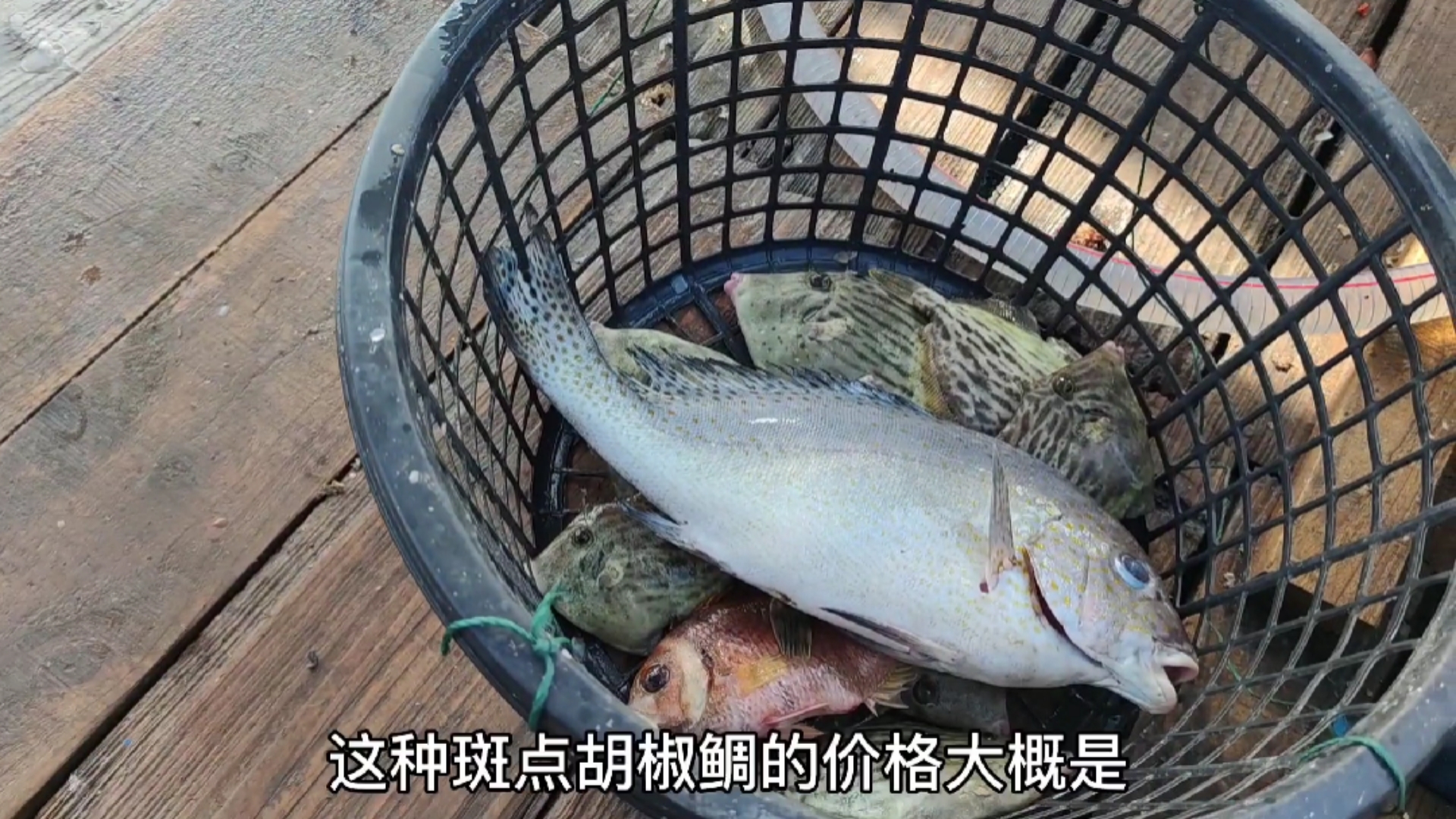 #你好,夏天#彪哥远赴外海捕鱼第二天,渔获种类挺多的,才上6条鱼就5个品种了(四)