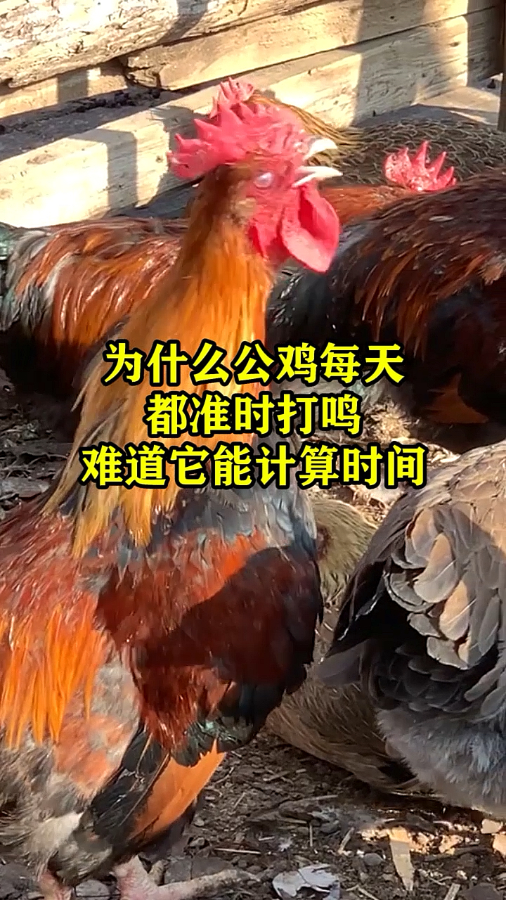 #奇闻趣事抢先看#为什么公鸡每天都准时打鸣?难道它能计算时间