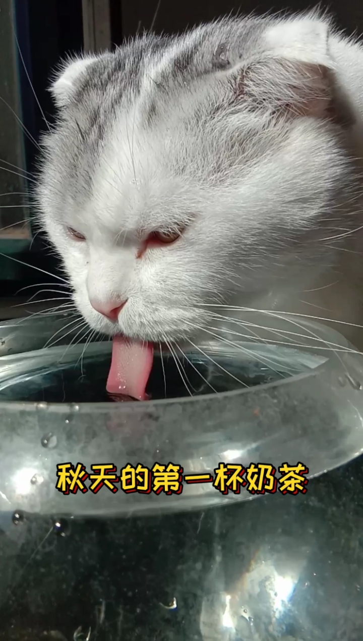 #秋天的第一杯奶茶#秋天的第一杯奶茶是什么梗?朋友刷屏了!