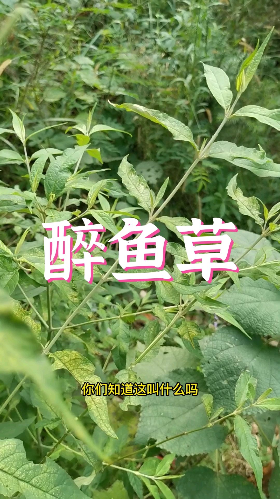 醉鱼草为什么又叫肥皂草?