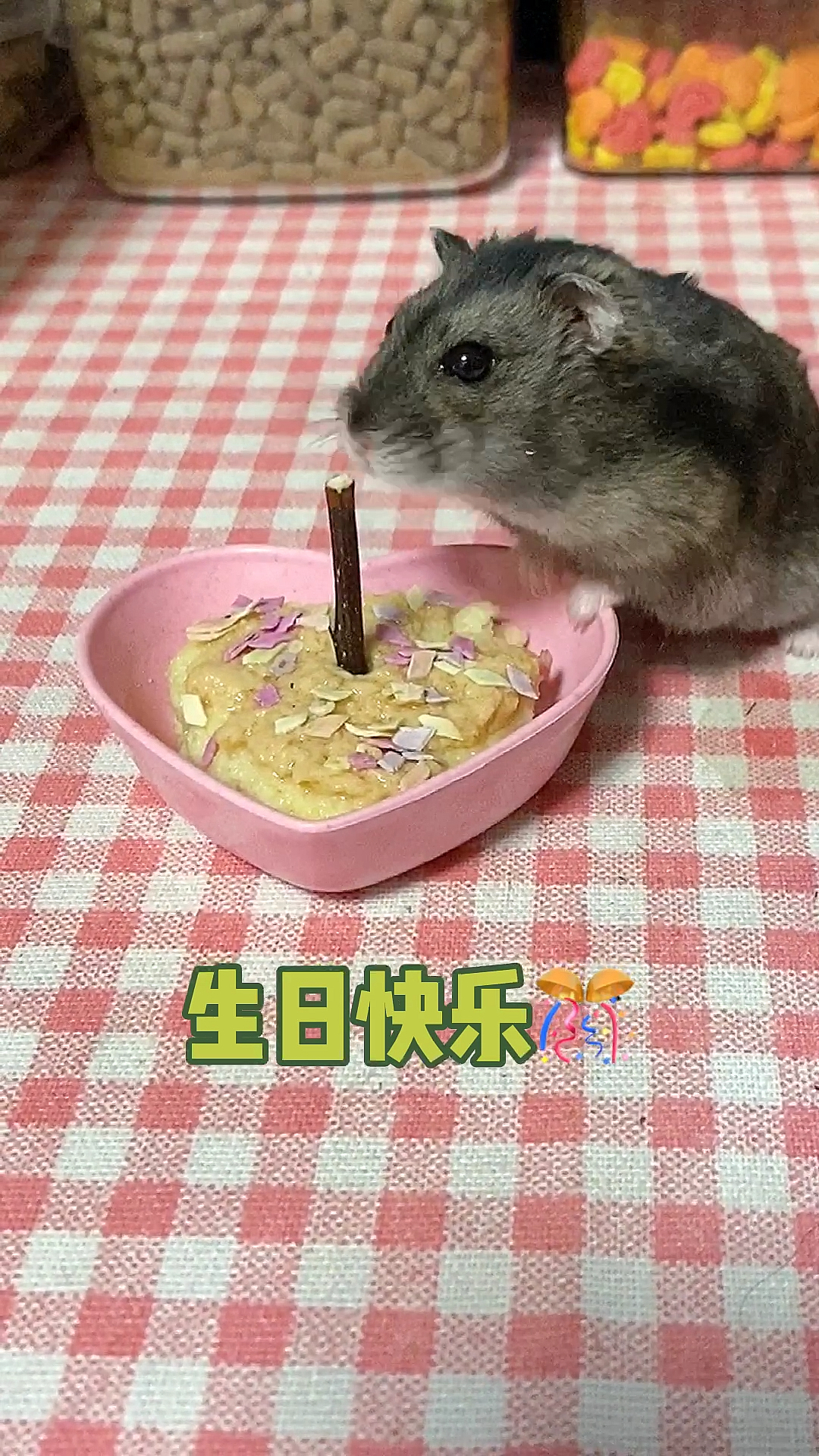 #家有萌宠#可以祝奇奇生日快乐吗