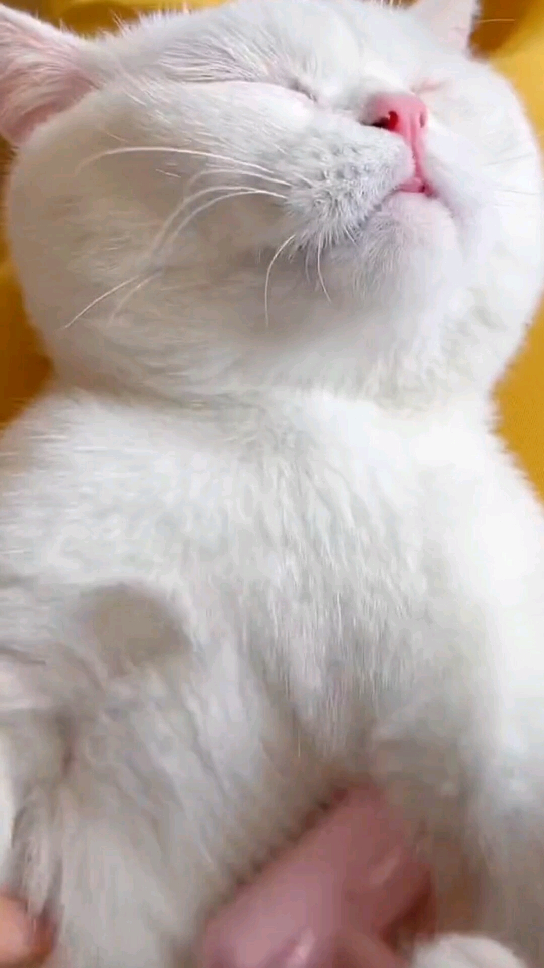 #我家宠物不一样#深海鱼油狗狗三文鱼油软胶囊亮毛美毛宠物猫咪鱼油