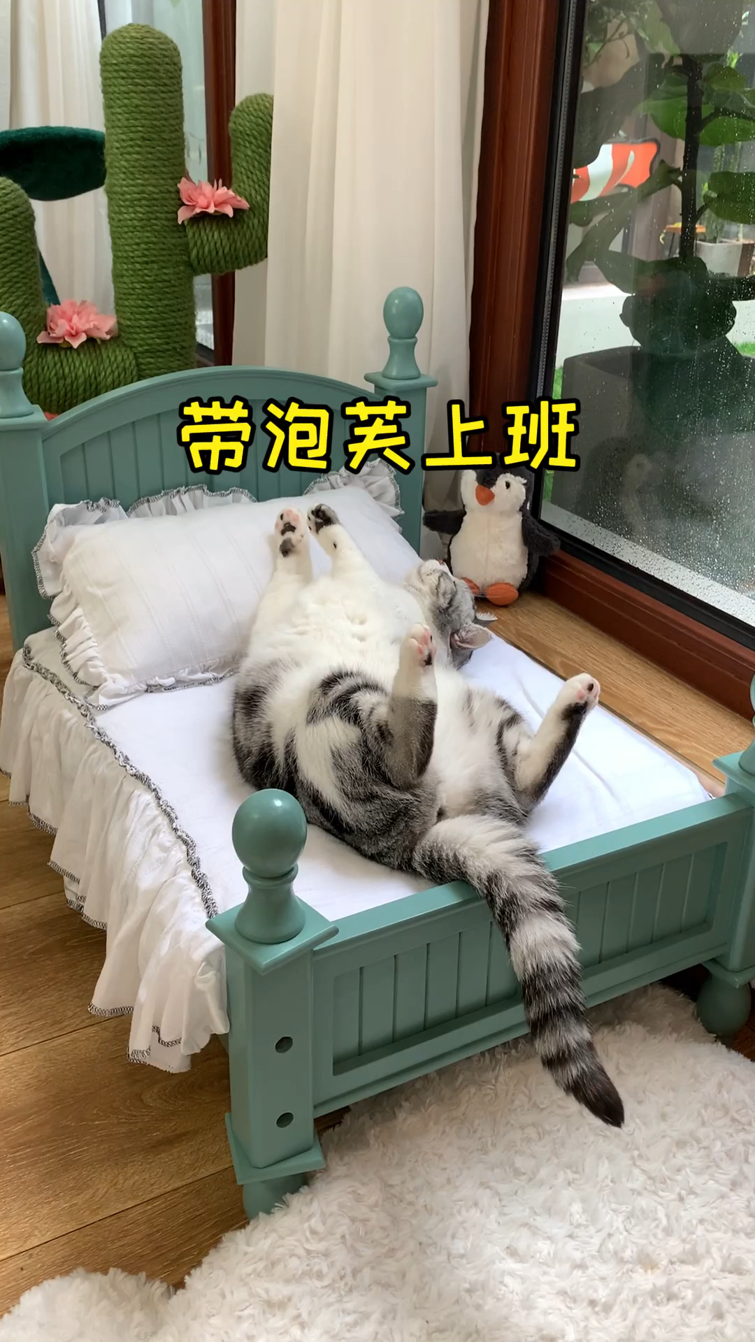 #镜头下的猫咪#泡芙上班除了吃就是睡,我想和猫老板互换下