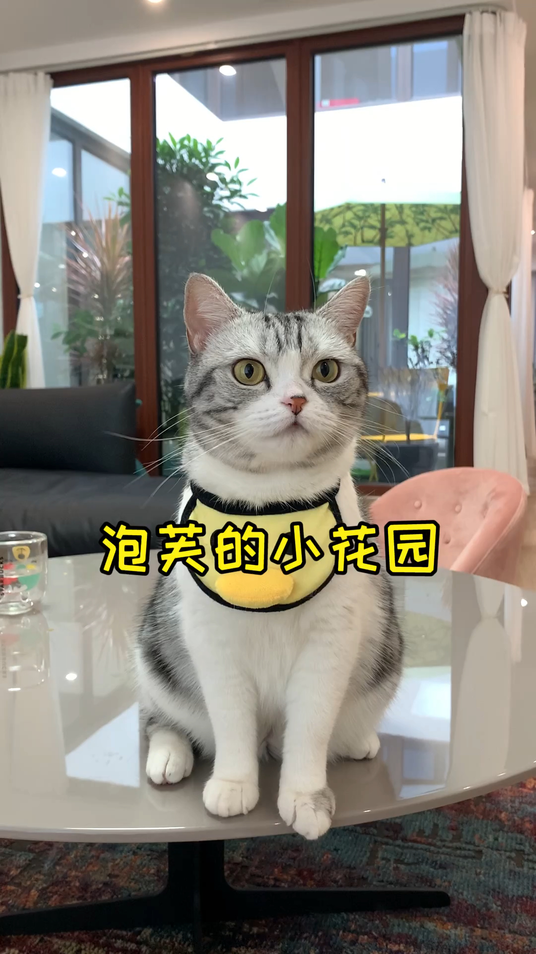 #镜头下的猫咪#今天的任务是给泡芙布置小花园，探索芙上线