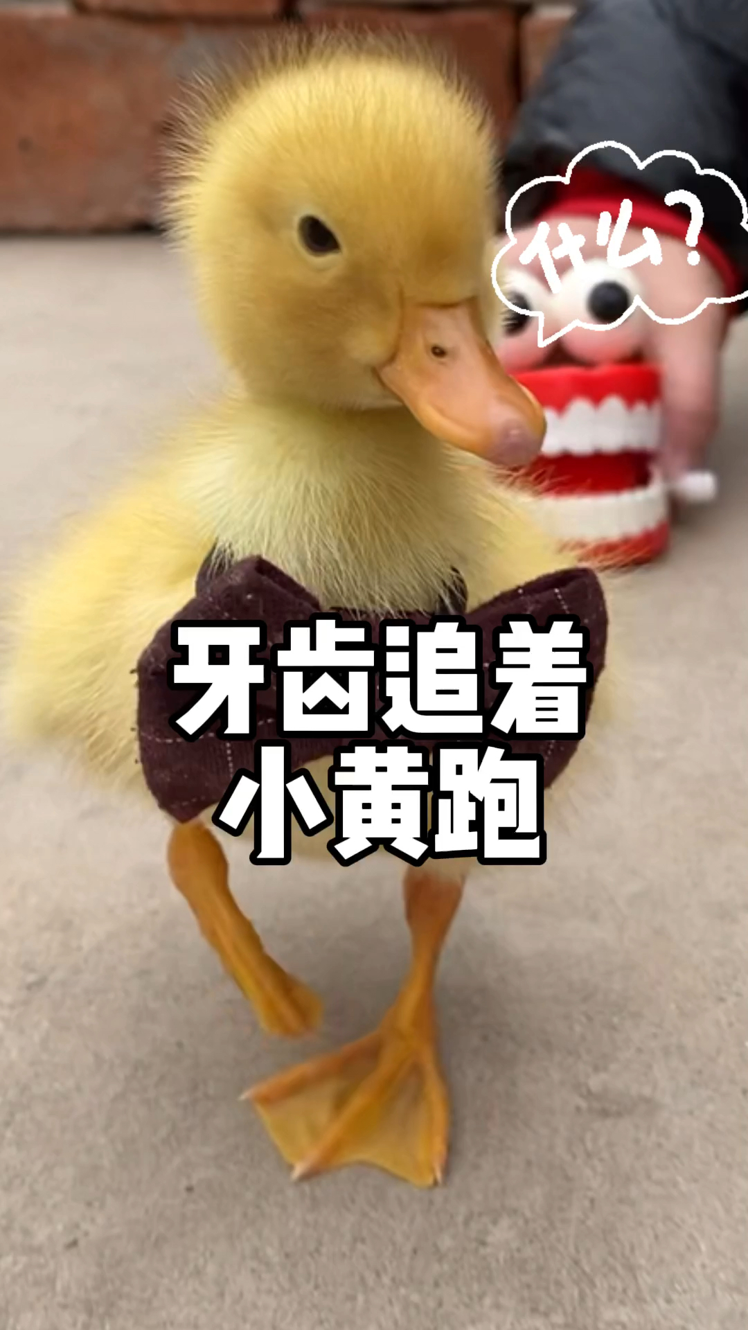 #萌宠趣事打卡#鸭鸭没有牙齿,就要被欺负吗?小黄没有牙齿也是最奶凶的崽～