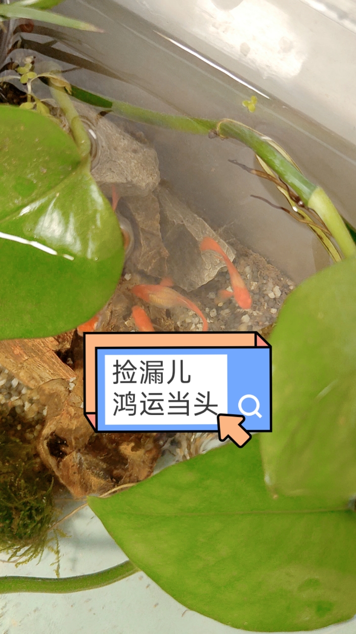 就我这一年买一次鱼的节奏,鱼店老板得多生气～捡漏儿鸿运当头单分水双分水～带肚～