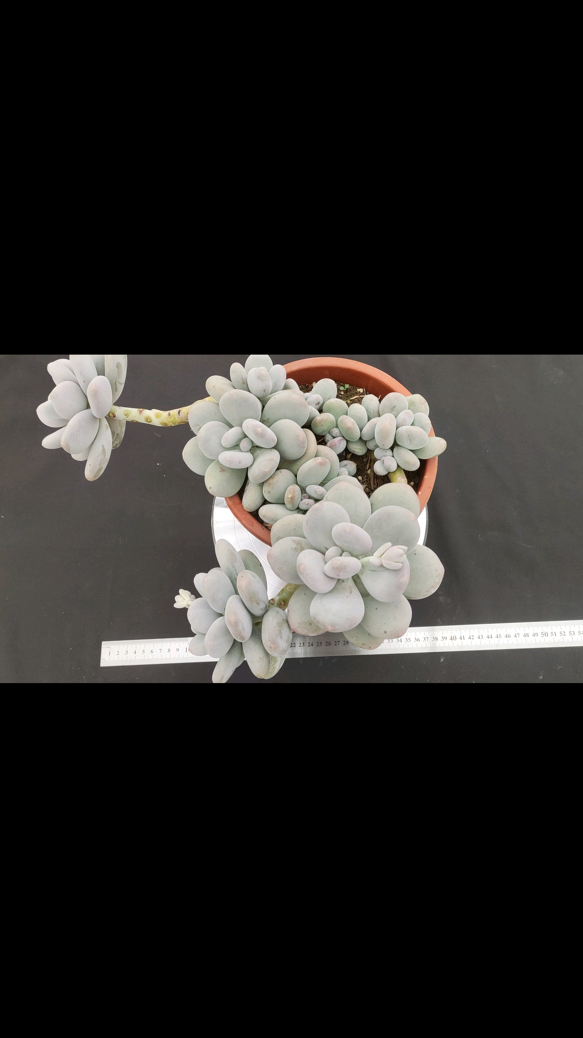 #日系大叶奶##多肉#大叶奶