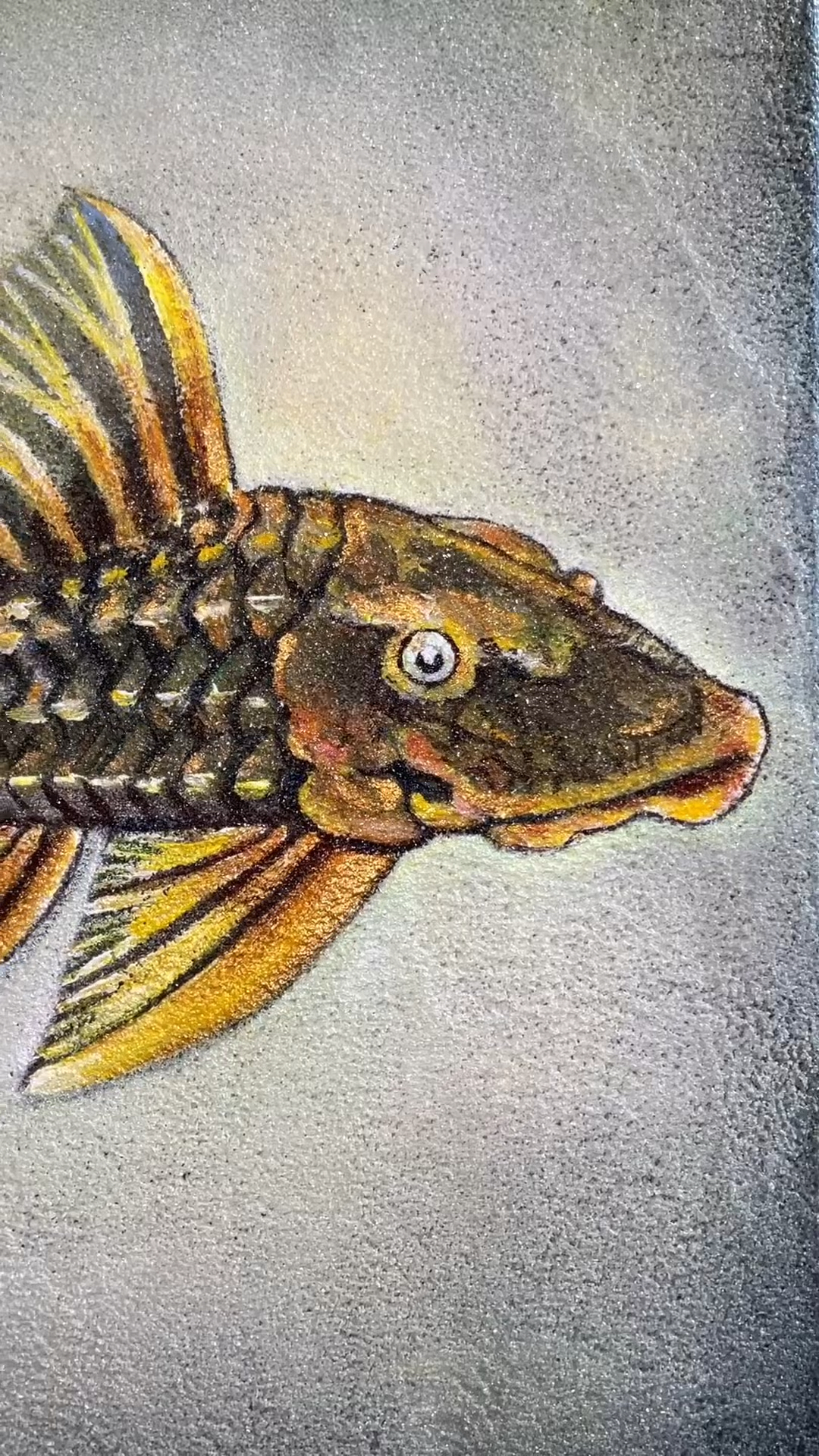 #异型鱼#黄帆骑士皇冠豹异型,想养什么鱼就画出来!