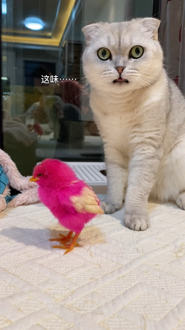 小鸡好好的呢～硬生生和猫混熟了,老三最喜欢它,看样子这只鸡能活下去,很能吃,开心