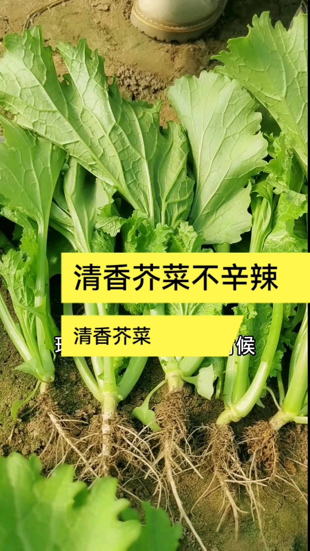 清香芥菜只有清香味,没有辛辣味,非常好吃,一个月采收,你也赶紧种一些吧