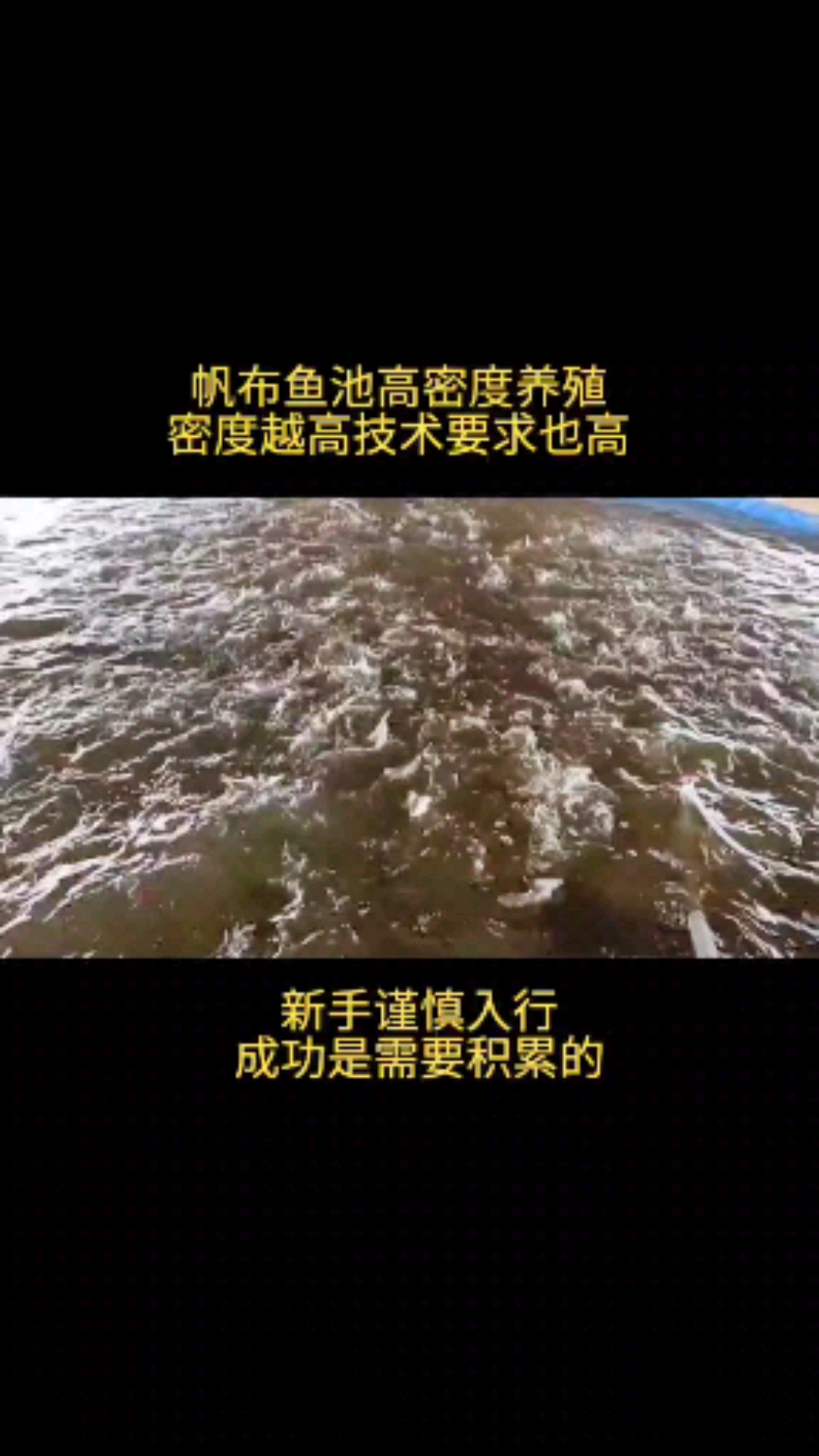 #养鱼#新手谨慎入行,成功都是靠积累的!