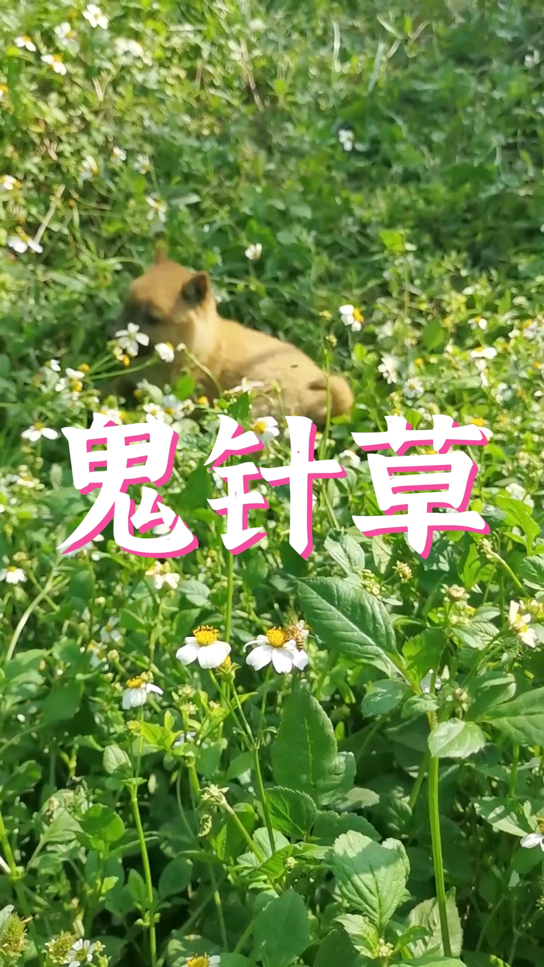 鬼针草野菜汤的做法