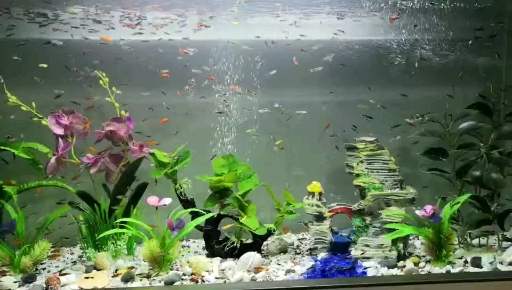 1.5米水族箱能养多少条孔雀鱼?