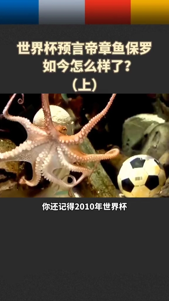 #励志正能量#世界杯预言帝章鱼保罗如今怎么样了?