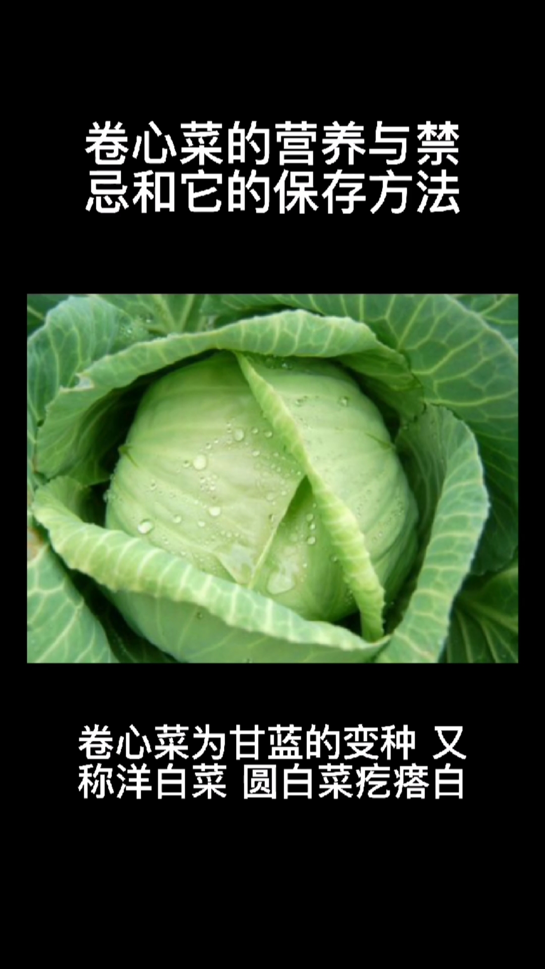 #美食#卷心菜的营养与禁忌和它的保存方法