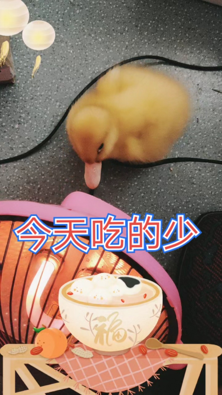 #我家萌宠成精了#鹅仔第十五天,今天吃的有点少,只喝水不吃饭,昨晚又甩鼻涕了,有点蔫了鹅!