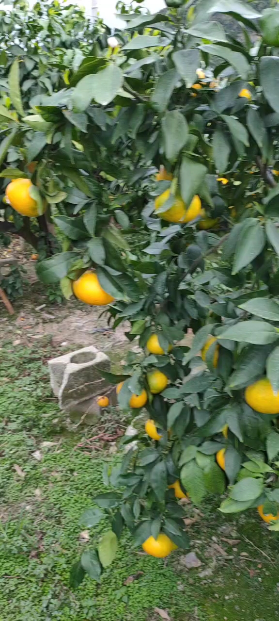 红美人