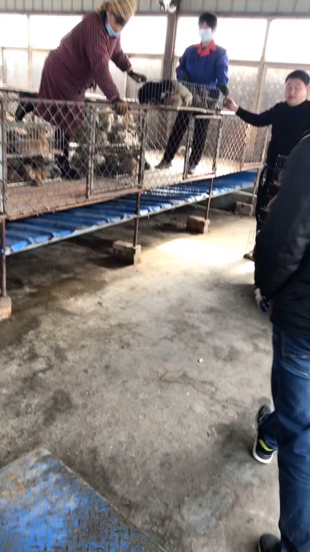 改良肉狗苗,养殖周期短,适应能力强,包回收。