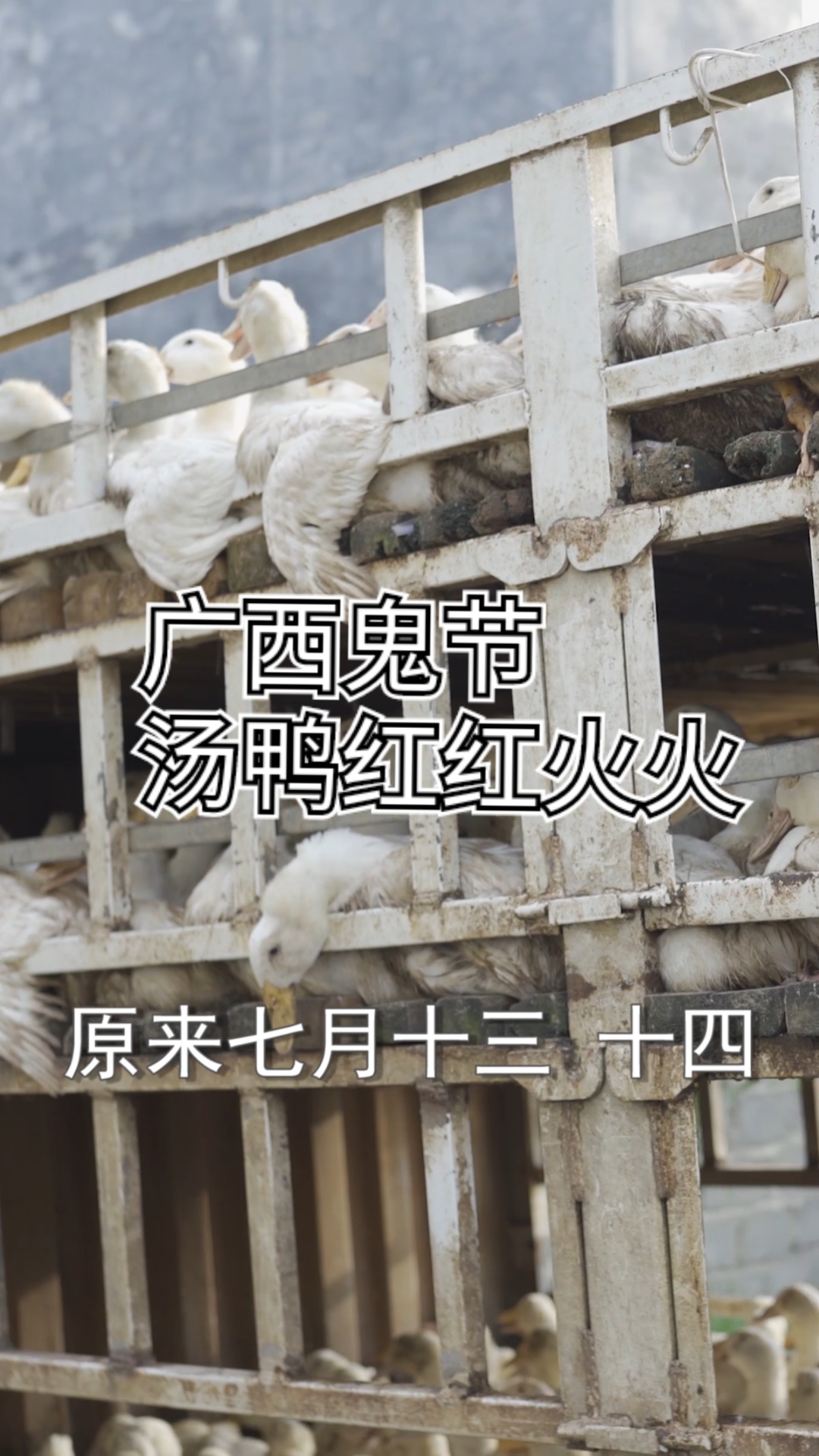 #广西#广西7月14鬼节曾经热热闹闹,汤鸭抿毛,红红火火……